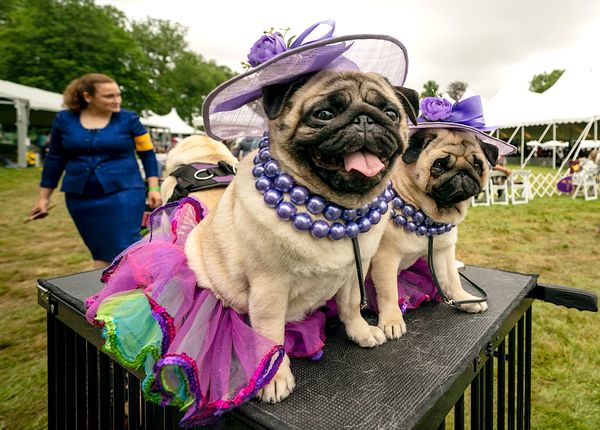 Big-winning Whippet, Pekingese Face Off at Westminster Show