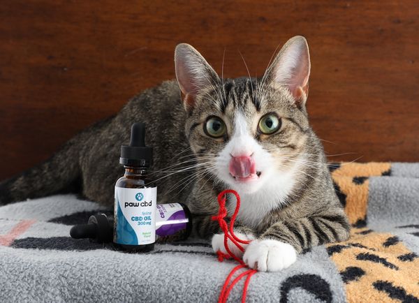 CBD for Cats? You've Got To Be Kitten Me! 