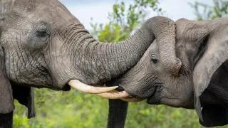 Sri Lankan Wildlife Officers Document Same-Sex Bonding Among Elephants